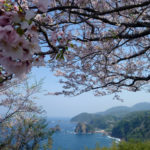 天草の桜開花状況2019年