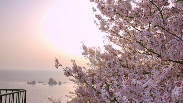 桜の季節がやってくる！