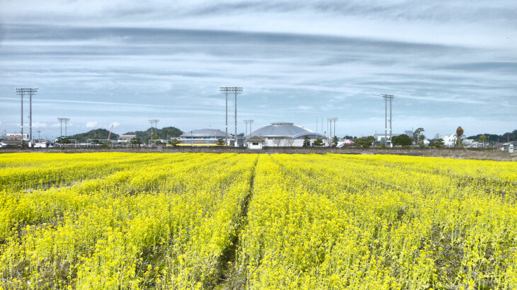 黄色い〝じゅうたん〟上天草市で菜の花見頃　３日「立春」